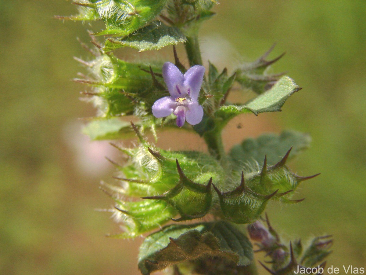 Mesosphaerum suaveolens (L.) Kuntze